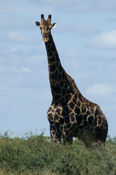 savannah giraffe
