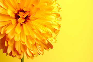 fleur jaune orangée  1