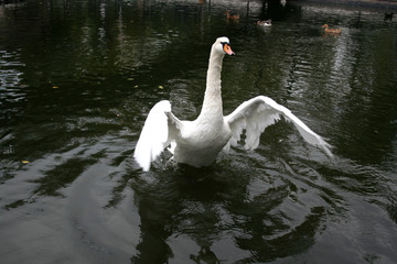 Fototapeta premium white swan