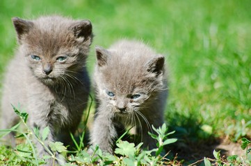deux petits chartreux