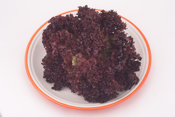 lechuga , lollo rossa