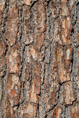 vertical tree bark