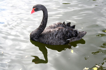 Naklejka premium black swans