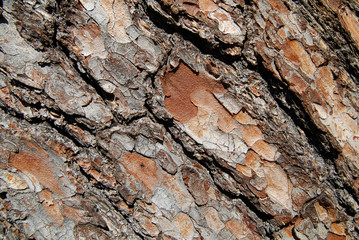tree bark detail