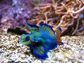 mandarin tropical