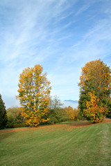 trees in autumn