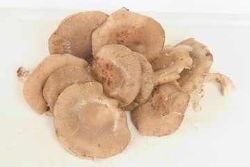 shiitake mushrooms