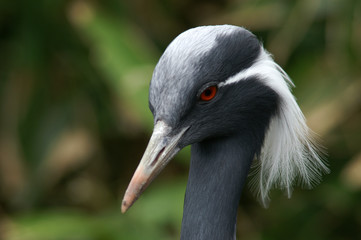 demoiselle crane