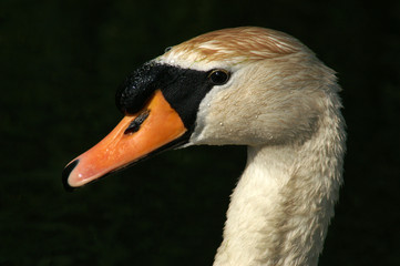 mute swan