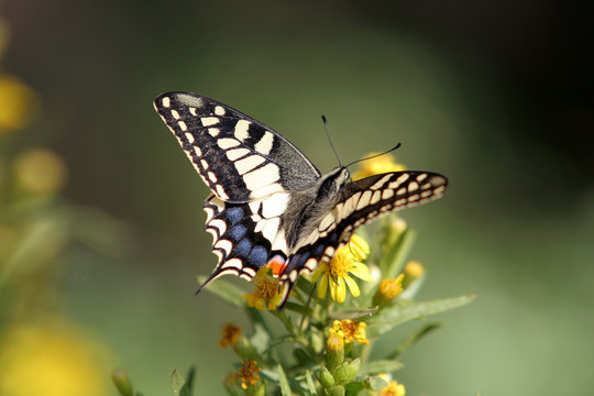 schalbenschwanz schmetterling