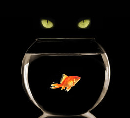 fish & cat