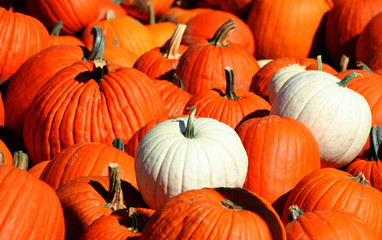 pumpkin pile 2