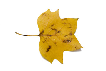 Naklejka premium tuliptree autumn leaf
