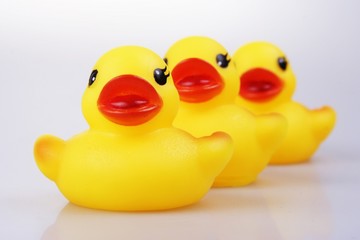 rubber duck