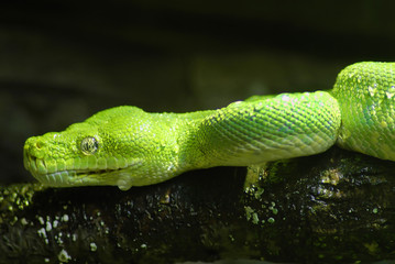 green snake