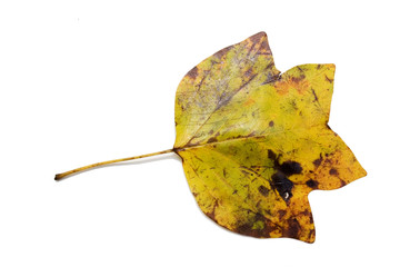 Naklejka premium worn leaf
