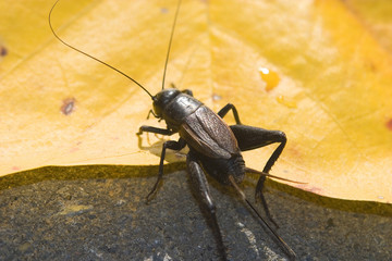 cricket with long feelers crawling up onto a bright yellow leaf.