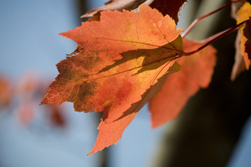 red maples leaves and blue sky