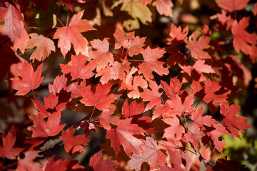 Naklejka na ściany i meble red maples leaves in autumn