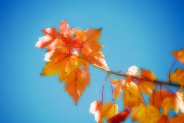 orange maple leaves against blue sky