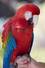 Colorful macaw sitting on hand