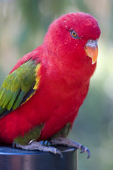 Fototapeta na wymiar colorful exotic parrot close-up