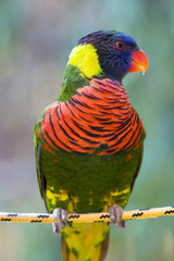 Small tropical colorful parrot