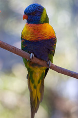Small colorful tropical parrot