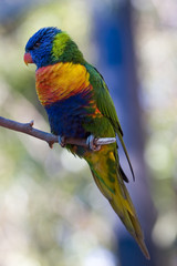 Small tropical colorful parrot