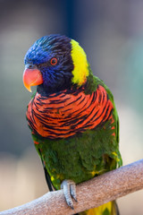Colorful tropical parrot portrait