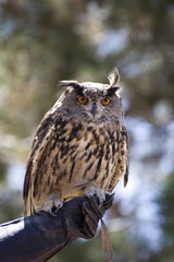 owl sitting on branch