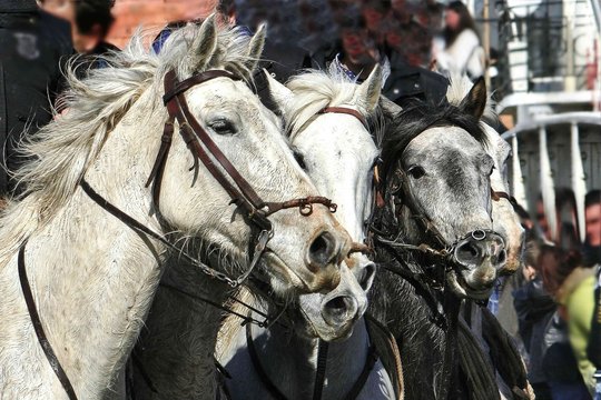Manade en camargue.