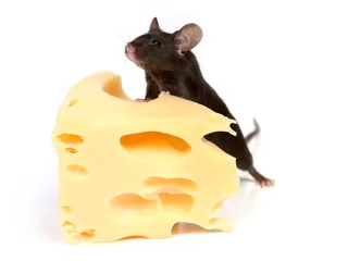 Fototapeten mouse and cheese © Emilia Stasiak