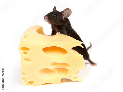 мышь сыр мышеловка бесплатно
