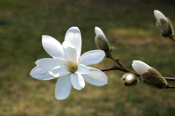 magnolia