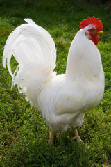 the white cock
