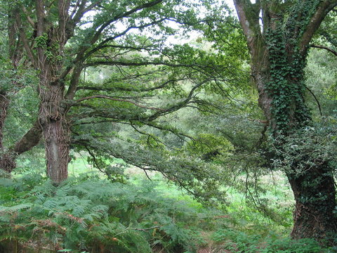 arbres de la for&ecirc;t