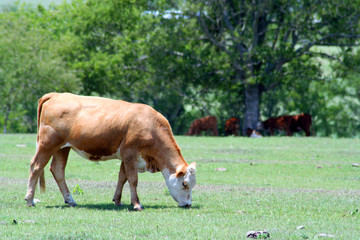 a cow grazing