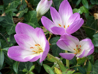 violet flowers. macroshooting.