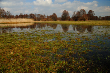 springtime on the meadows