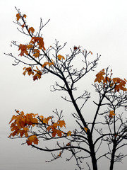 autumn tree in the fog