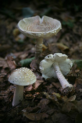 perlpilze