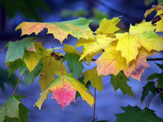 autumn leaves