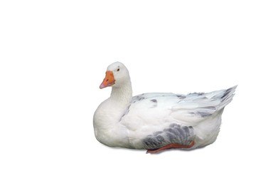 gans