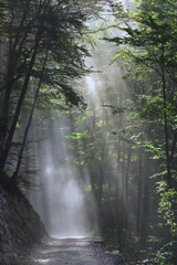 Fototapeta premium es verschwinden die geister der nacht