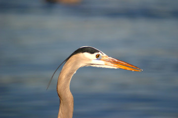 heron