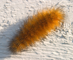 catepillar