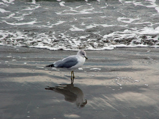 seagull reflections