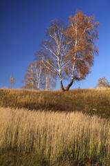 autumn, grass and birches
