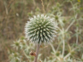 distel